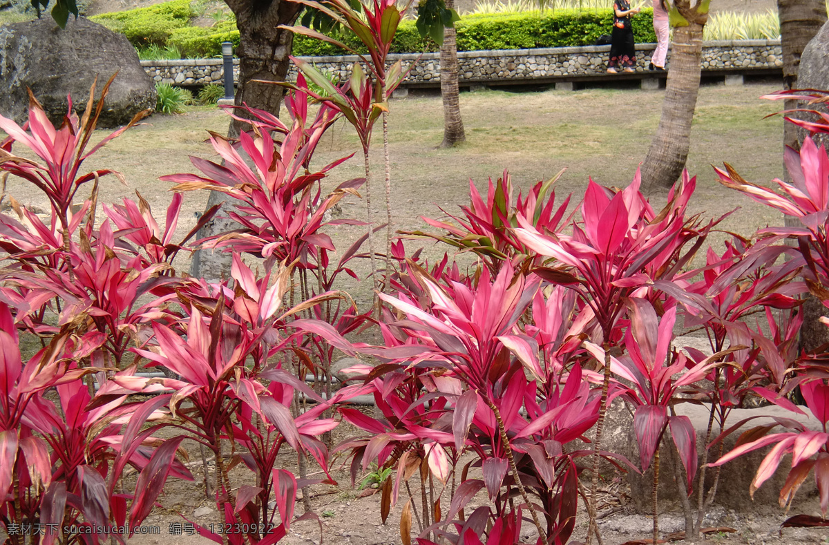 台湾 花卉图片 草坪 春季 国内旅游 红 花卉 旅游摄影 台湾花卉 叶 植物 奇花异草 psd源文件