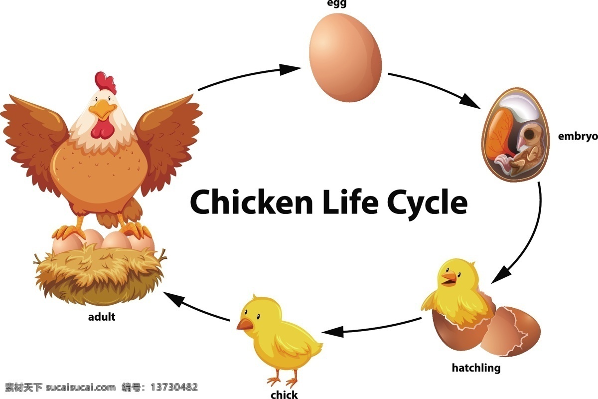卡通 小鸡 孵化 过程 破壳小鸡 小鸡破壳 蛋壳 萌鸡宝宝 公鸡 母鸡 卡通鸡 鸡宝宝 鸡蛋 蛋鸡 蛋宝宝 手绘鸡仔 萌鸡 鸡仔 仔鸡 鸡翅 翅膀 破壳 鸡冠 小可爱 卡通形象 卡通动物 卡通画 简笔画 奔跑 卡通公仔 儿童玩具 儿童 儿童乐园 游乐场 玩具 小动物图案 卡通素材 动物素材 图案印花 t恤 填色 儿童卡通 卡通设计