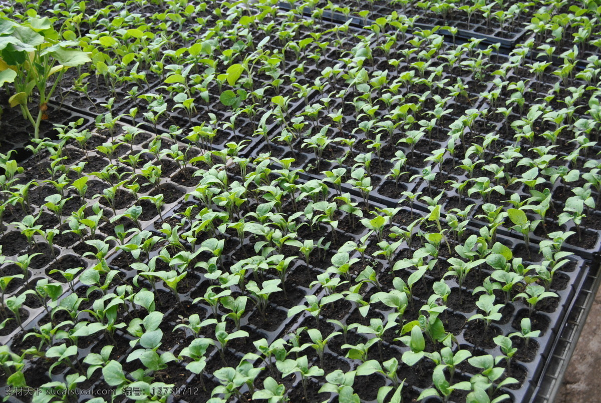 育苗 育种 蔬菜 大棚 秧苗 农林渔牧 生物世界
