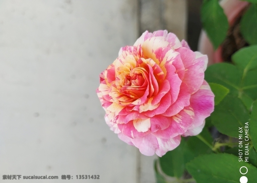 莫 奈 欧美 月季花 莫奈欧美月季 月季花朵莫奈 欧美月季花图 特别漂亮月季 最爱的月季花 展板 自然景观 自然风景