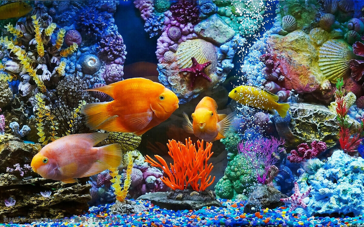 海洋世界 海底 大鱼 鱼类 海底世界 海洋生物 鱼类海鱼 海洋馆 鱼群摄影 野生动物 鱼类摄影 水下摄影 背景 大海风景 生物世界