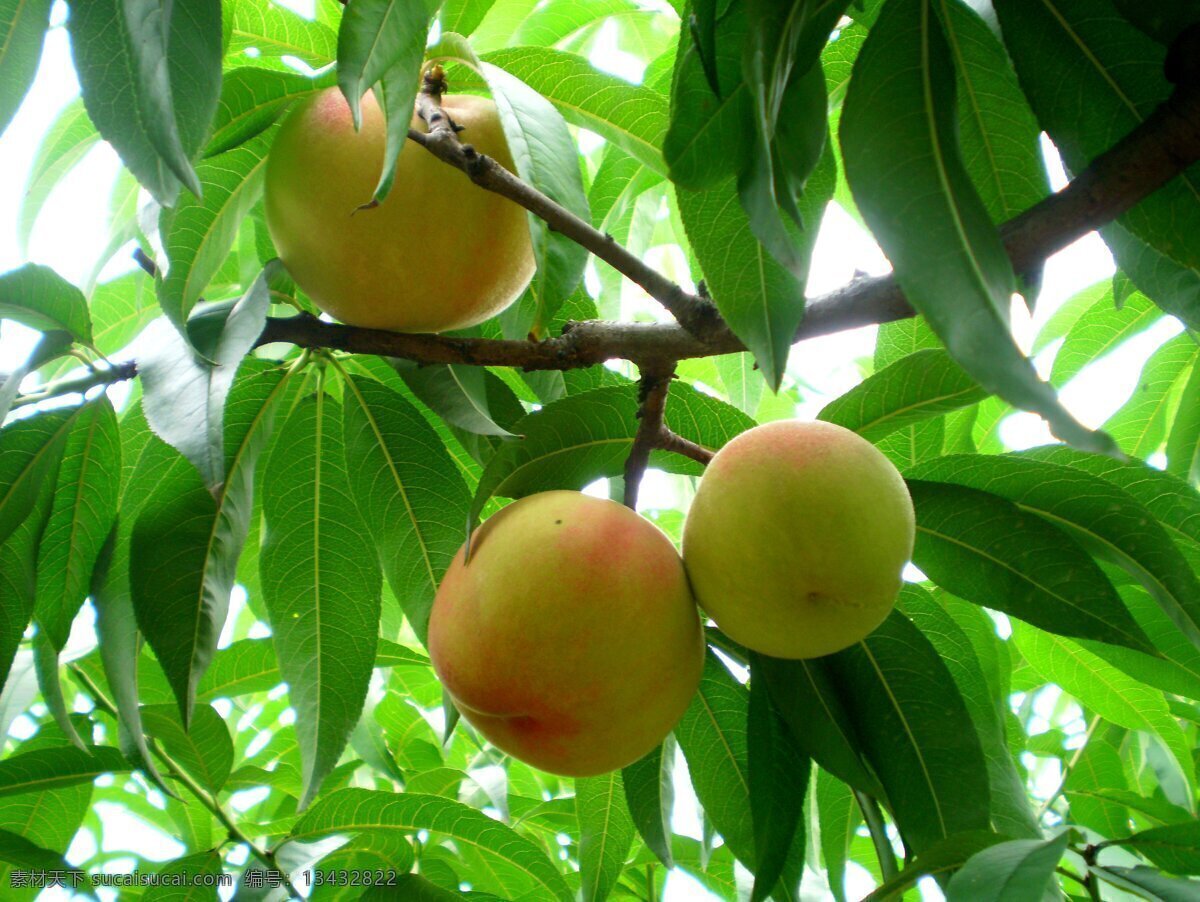 果园桃子 桃园 果园 桃子 水果 植物 果树 果实 硕果 树木 丰收 生物世界