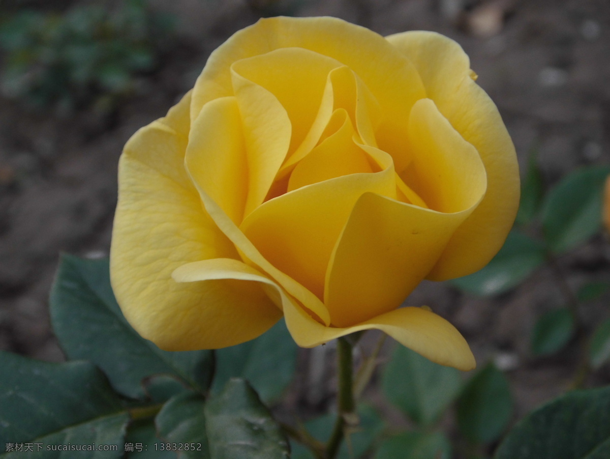 月季 春季 花草 生物世界 盛开 月季花 黄月季花 月季花特写 psd源文件