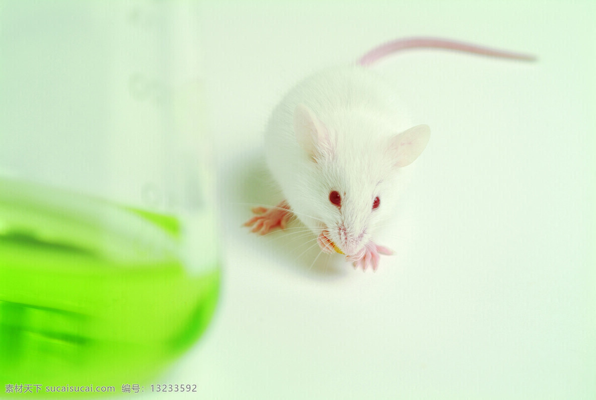 实验小白鼠 小白鼠 实验器皿 科学实验 生物实验 试验品 动物实验 绿色 液体 小白 鼠 科学研究 现代科技