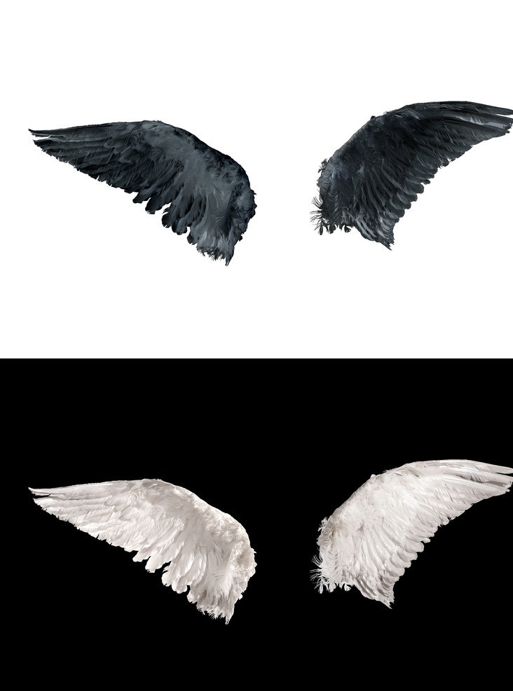 翅膀 天使翅膀 鸟类翅膀 鸟翅膀 天使 分层 源文件