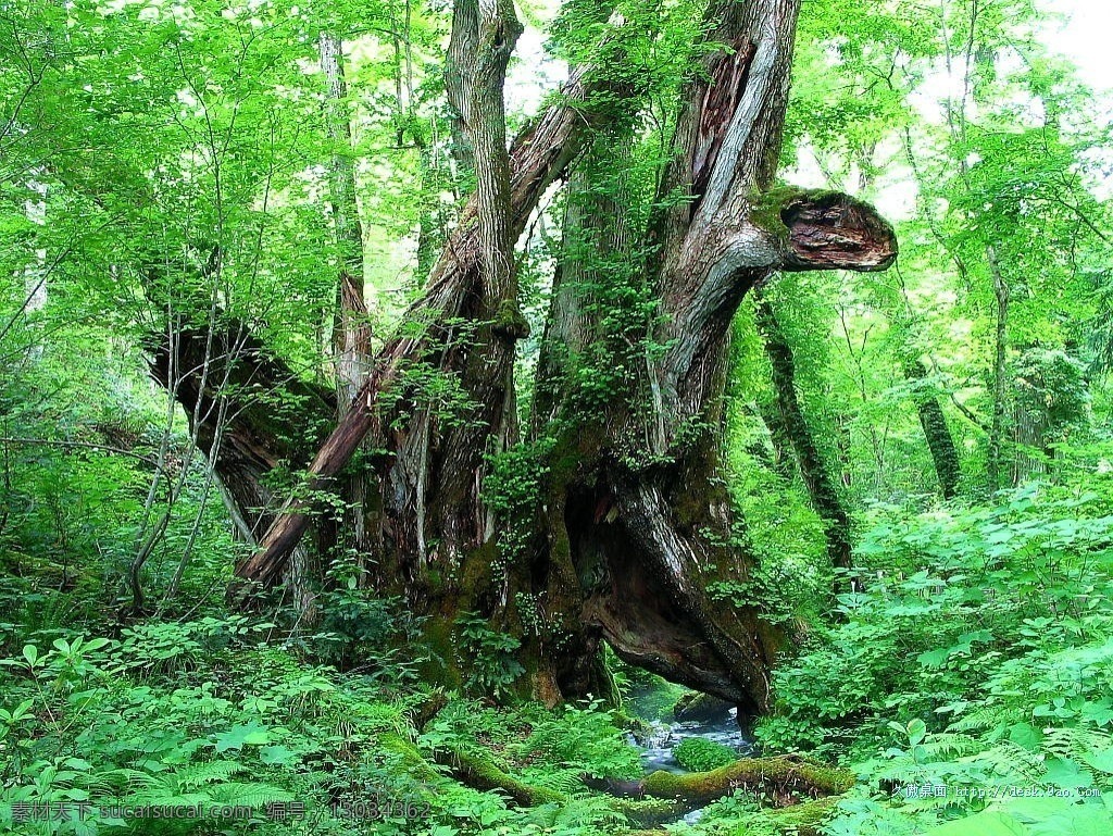 自然景观 草 湖 火烧云 绿色 落日 森林 沙滩 树 水 风景 生活 旅游餐饮