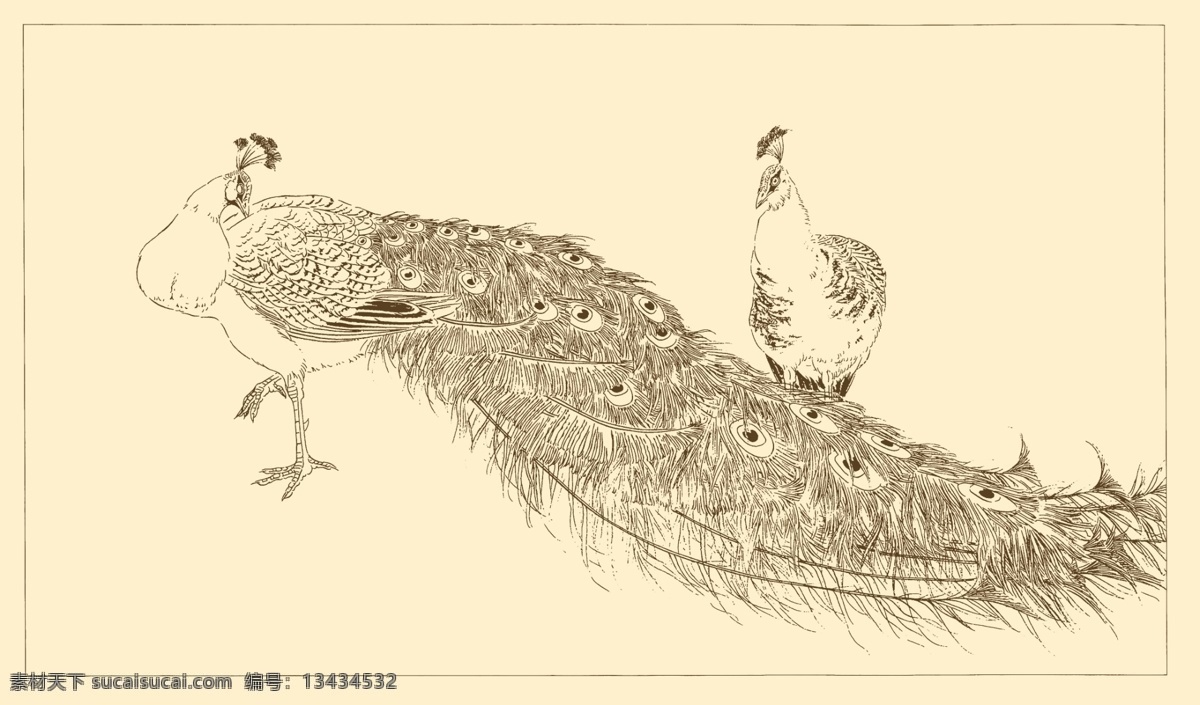 白描孔雀 白描 线描 国画 中国画 孔雀 禽鸟 动物 分层 源文件