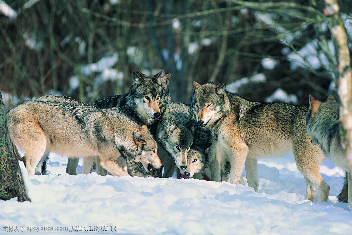 正在吃食的狼 动物 野生动物 雪地 吃食 狼 狼群 陆地动物 生物世界 白色