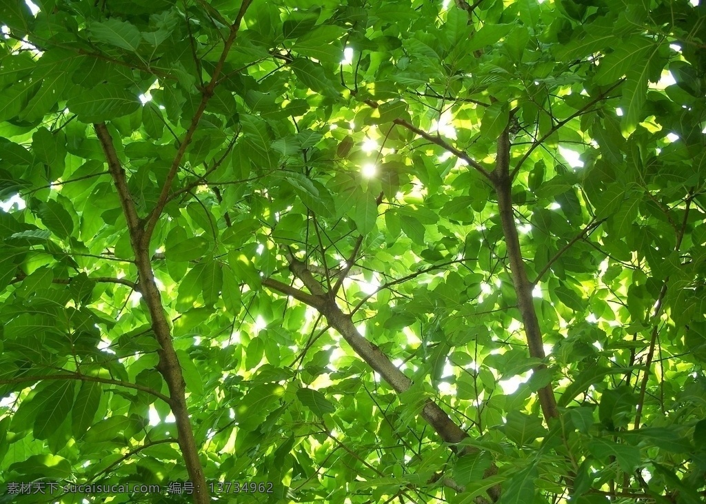 阳光躲过树叶 阳光透过绿叶 阳光穿过树叶 逆光 树叶 绿叶 枝叶 树木 光线 光影 漂亮的嫩叶 照片 花草 自然景观 自然风景