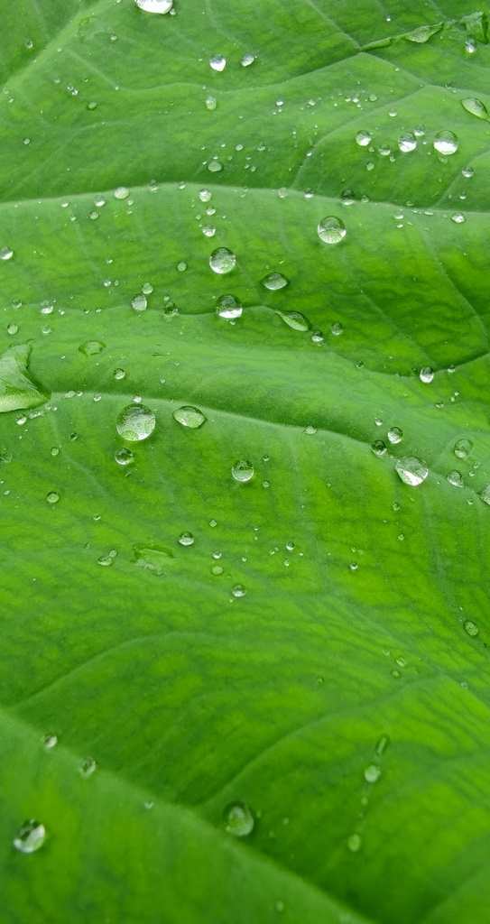 护眼壁纸图片 水滴 圆水滴 小水滴 晶莹剔透 绿叶 植物 绿植 壁纸 手机壁纸 护眼壁纸 绿色壁纸 简约 雨后 香芋叶 自然景观 自然风景