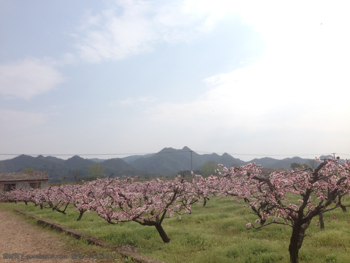 桃花 桃花节 桃花园 桃花林 台州 张思村 百花争艳 生物世界 花草