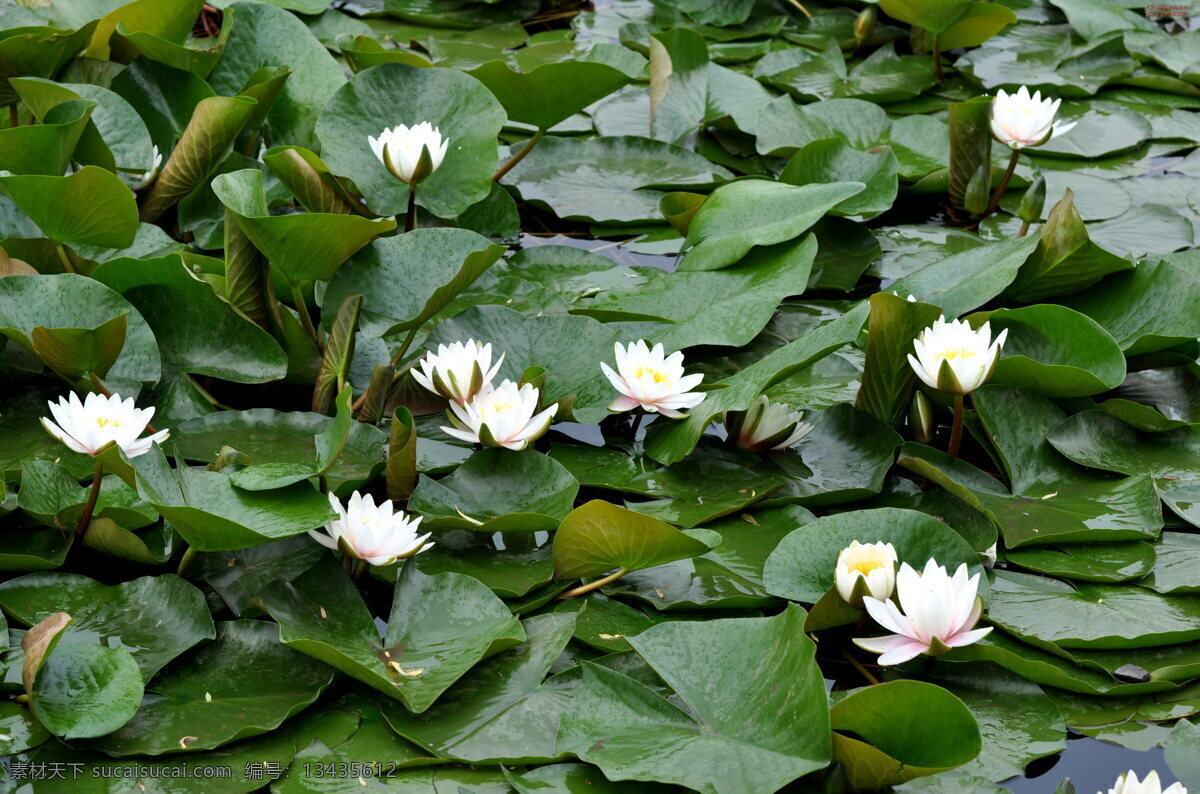 白睡莲 承德 避暑山庄 荷塘 莲花 睡莲 花草 生物世界