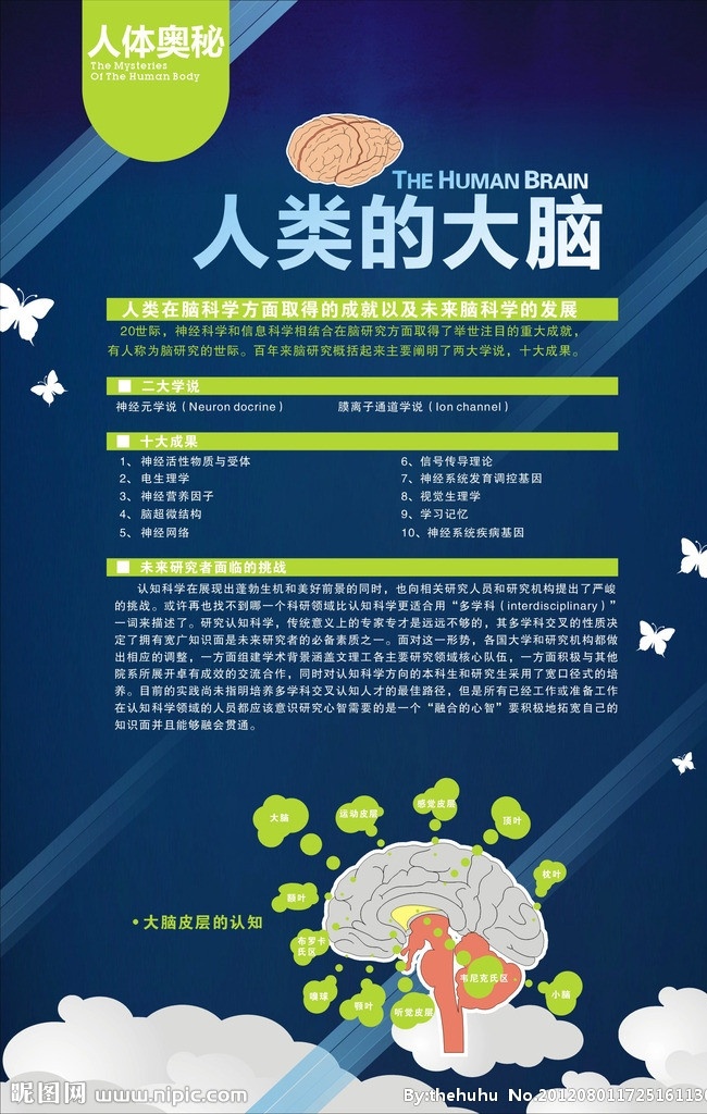 人类的大脑 大脑 构造 原理 科技馆 图文版 招贴 结构 矢量