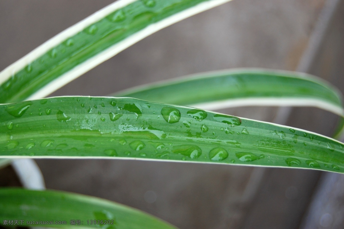 吊兰 盆栽吊兰 吊兰俯视图 绿叶 雨后 水珠 花草 生物世界