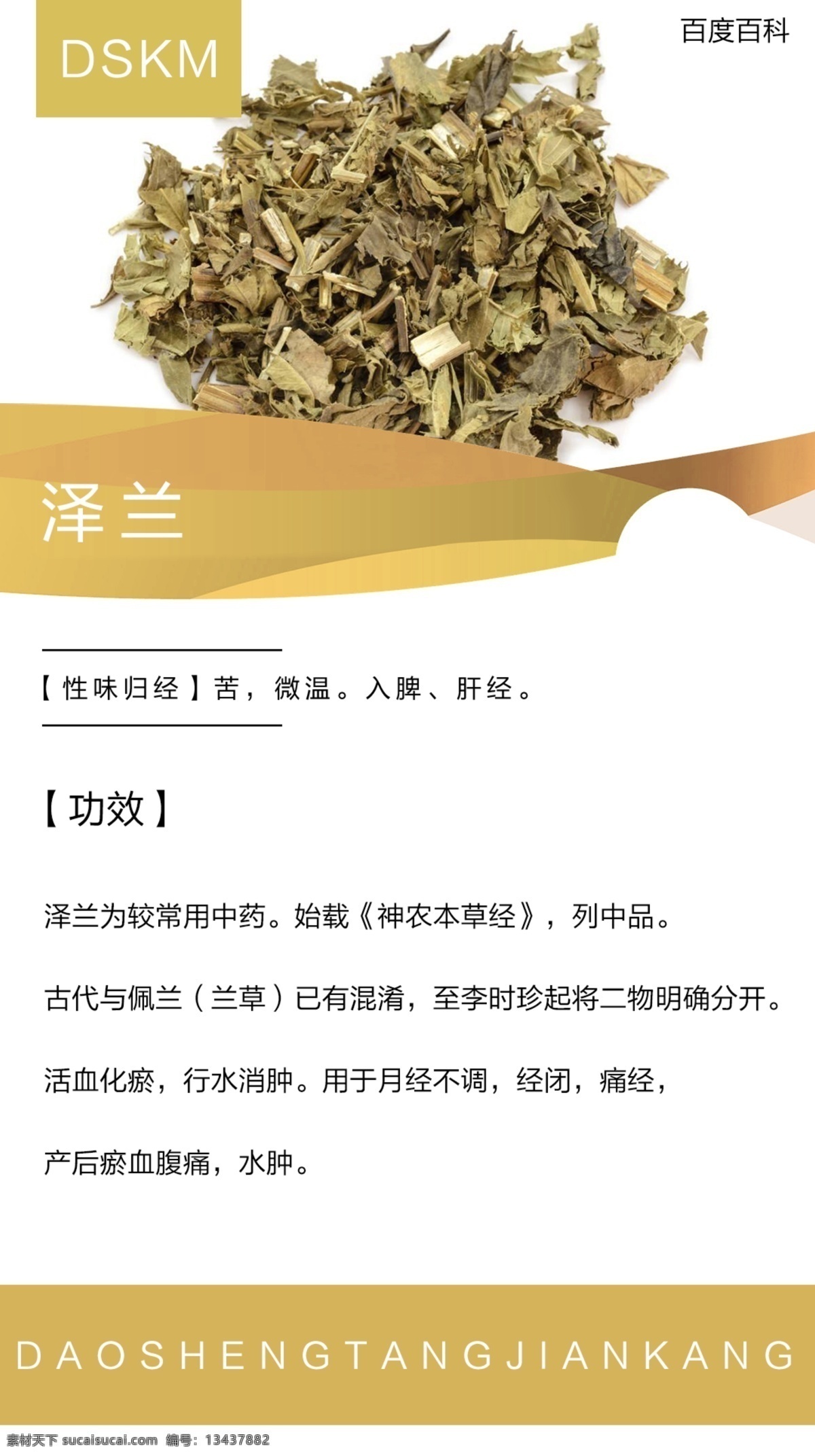 泽兰中药 泽兰海报 泽兰功效 中药泽兰