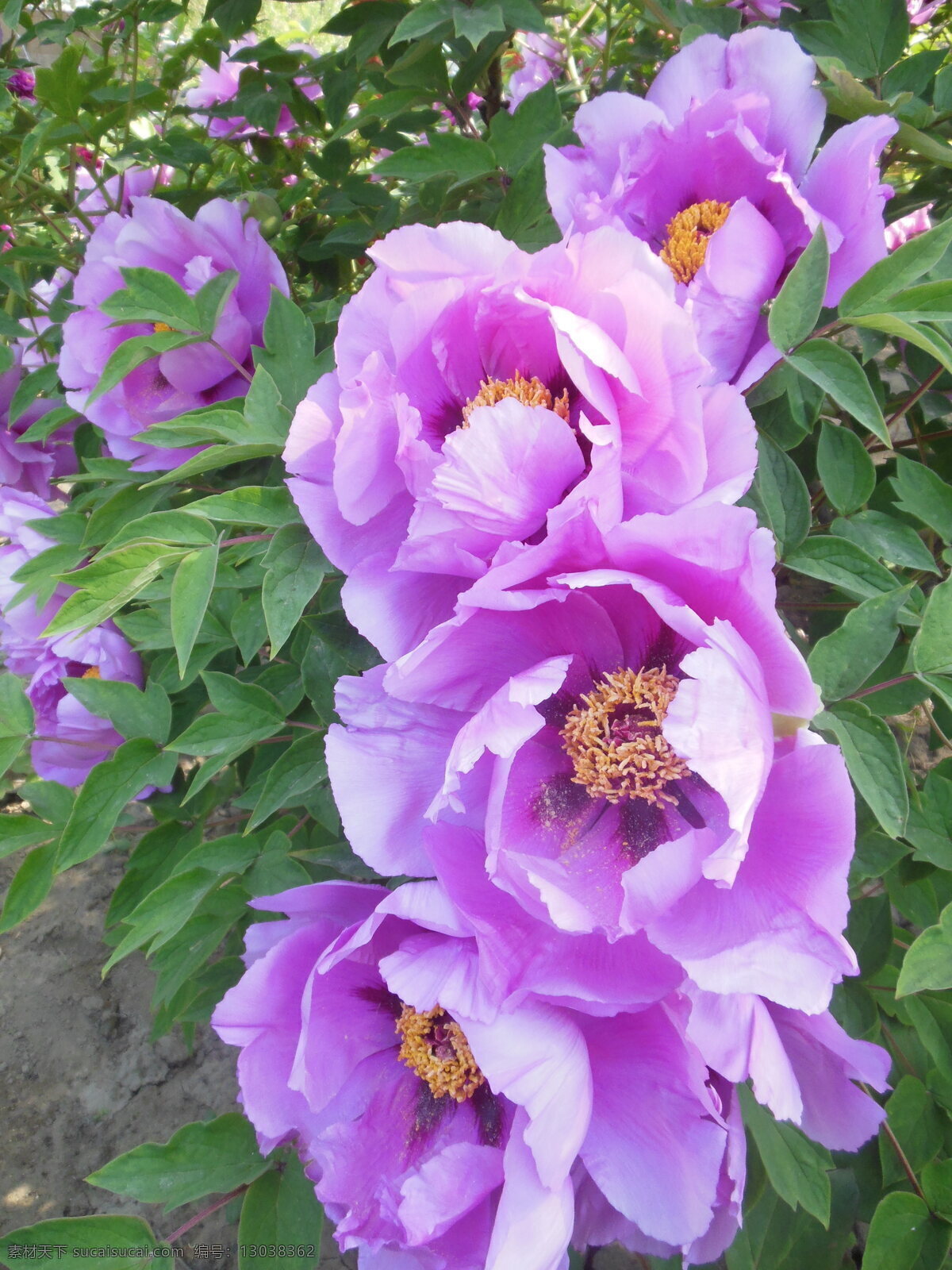 牡丹花 牡丹 大花 粉色花 花朵 花蕊 叶子 牡丹园 春天 生物世界 一组牡丹花 花草