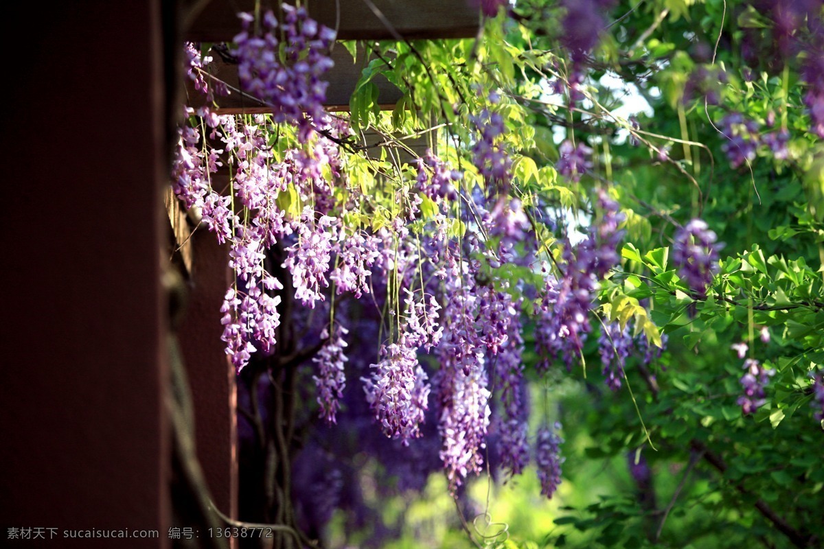 紫藤花 紫藤 花 封面 背景 花草 生物世界