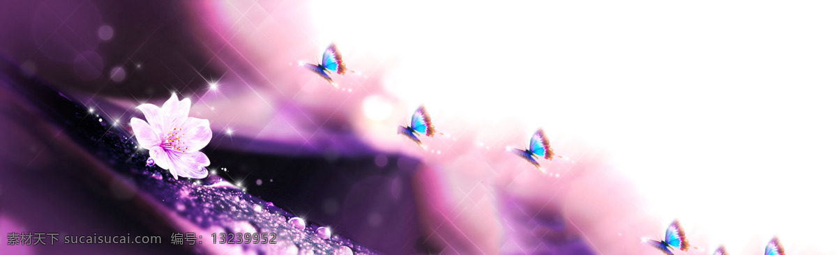 唯美 白色 花朵 蝴蝶 背景 banner 白色花朵 紫色背景