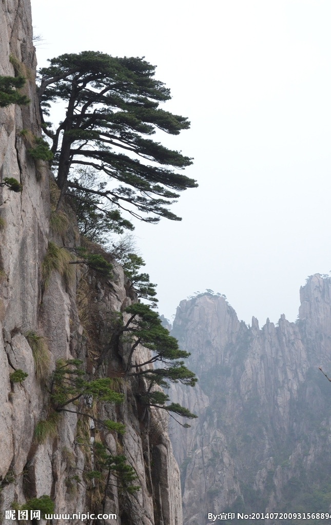 黄山 松 松树 悬崖 奇松 迎客松 五岳 自然风景 自然景观