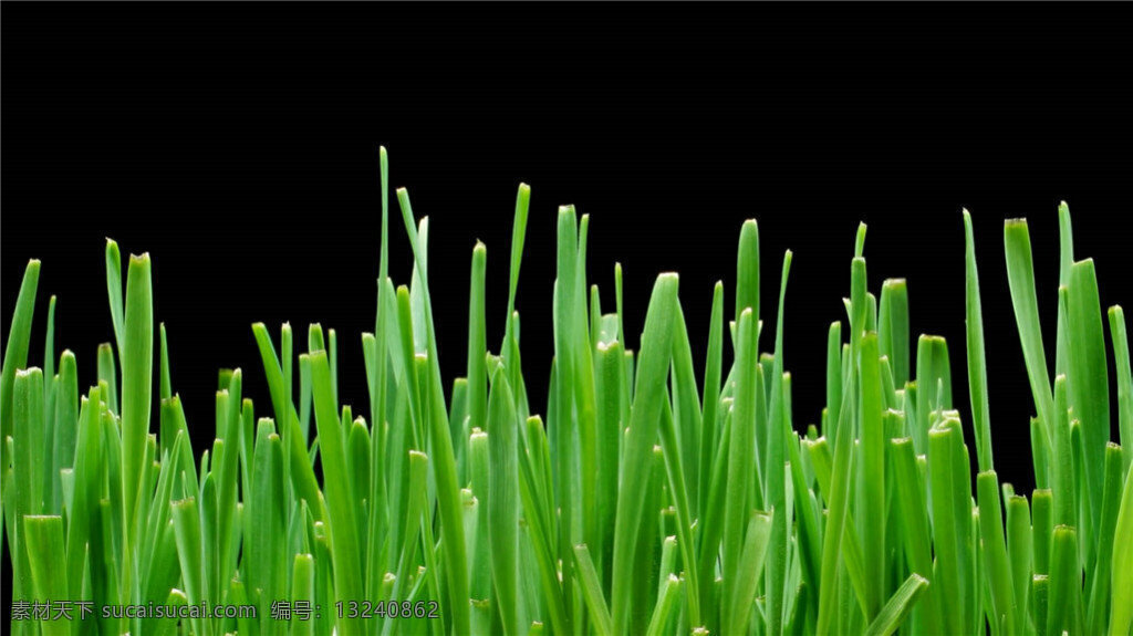 绿色 小草 生长 发芽 过程 动态 mov 视频 植物 绿草 春天 成长 抠像 动态效果 后期特效 mov视频 mov素材 视频下载
