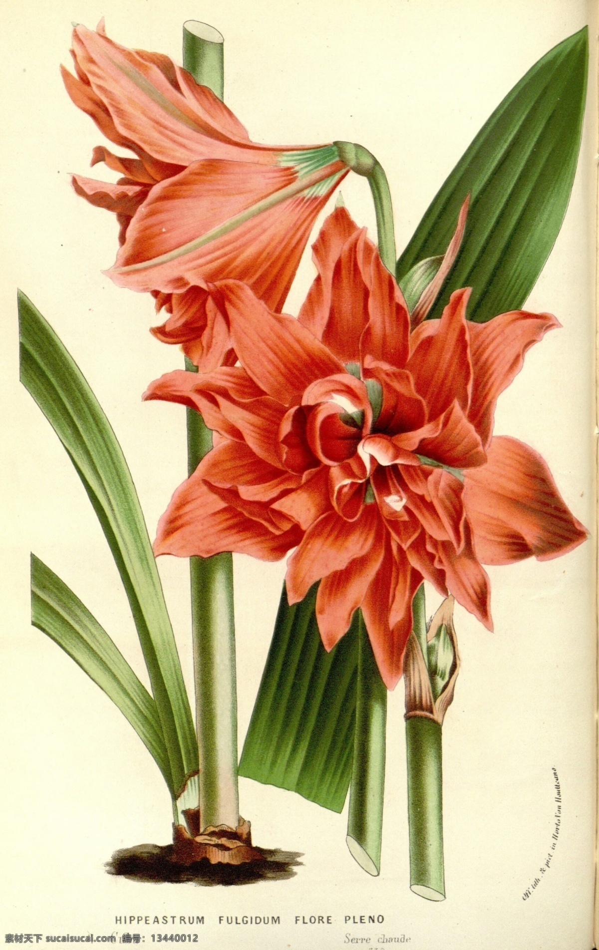 复古 美式 花鸟 植物 装饰画 花朵 绿叶 树叶 鲜花 花纹 复杂 涂鸦 水彩画 书房画 展览装饰画 酒店 餐厅 酒吧装饰画 色彩 颜料 油画 绘画 现代 创意 室内装饰画 客厅装饰画 家庭装饰画 厚涂 装饰画素材 欧式美式 多彩 艺术油画 家居抽象画 家装装饰画 现代艺术 复古美式 文化艺术 绘画书法