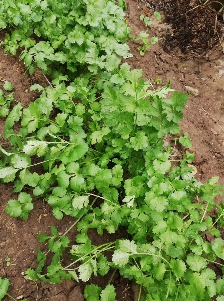香菜 蔬菜 青菜 健康 绿色食品 黑土地 农村 农民田间 生物世界