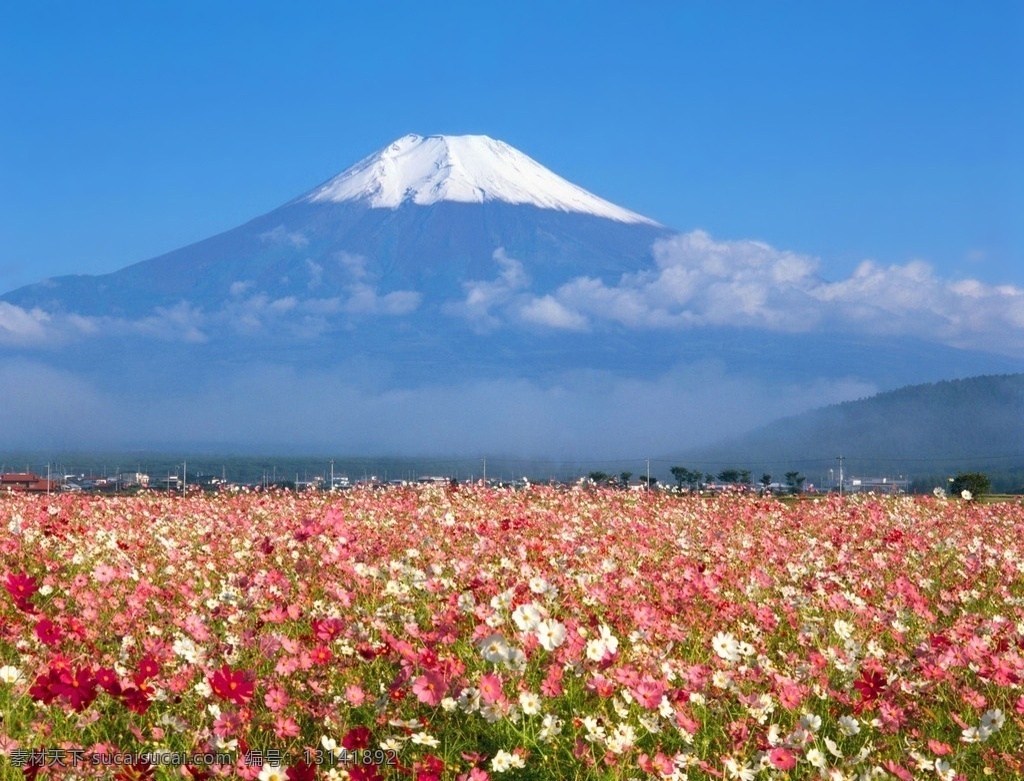 雪山花海 鲜花 花圃 花丛 花园 园艺 日本 雪山 富士山 白雪 生态旅游 自然 自然美景 自然风景 自然景观