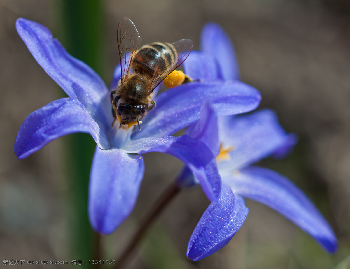 蜜蜂 动物图片 蜂 昆虫 昆虫图片 蜜蜂素材 蜜蜂图片 昆虫摄影 生物世界