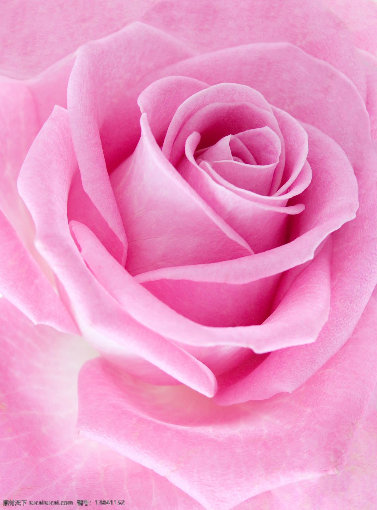 粉 玫瑰 特写 粉玫瑰 植物 花朵 鲜花 花卉 玫瑰花 花草树木 生物世界