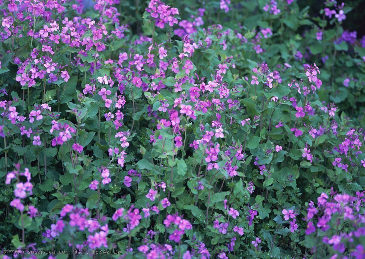 紫色 小花 花卉 自然风景 花草 生物世界 鲜花 花海 绿色 花卉风景 紫色花海 野花 春天景象 花草树木