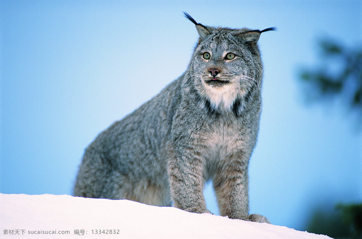 雪上的野猫 野生动物 动物世界 哺乳动物 野猫 雪地 摄影图 陆地动物 生物世界 白色