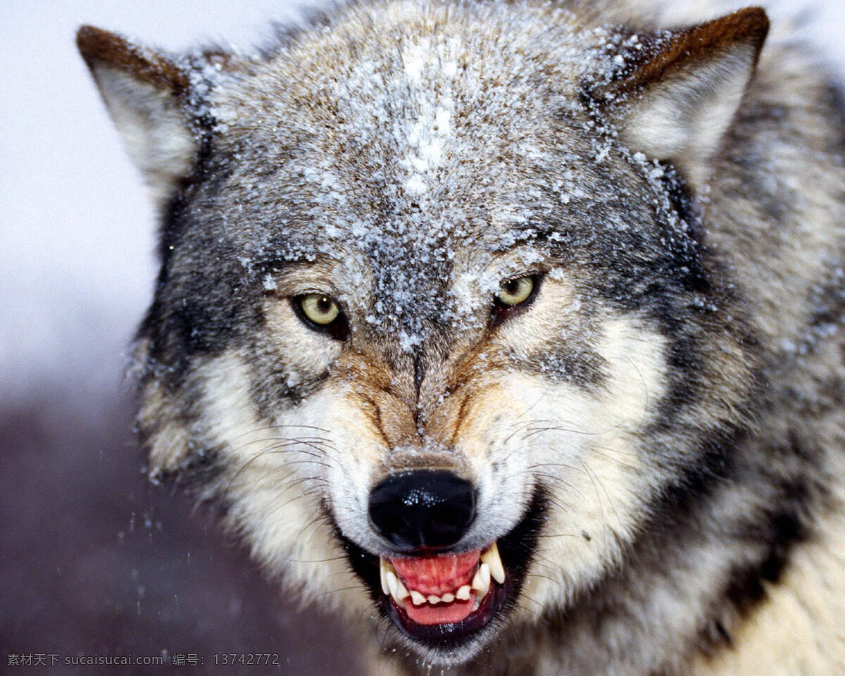 狼 图腾 凶猛 雪原 动物 雪地狼 灰色