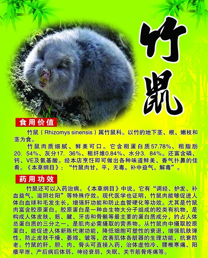竹鼠素材图片下载-素材编号13543722-素材天下图库