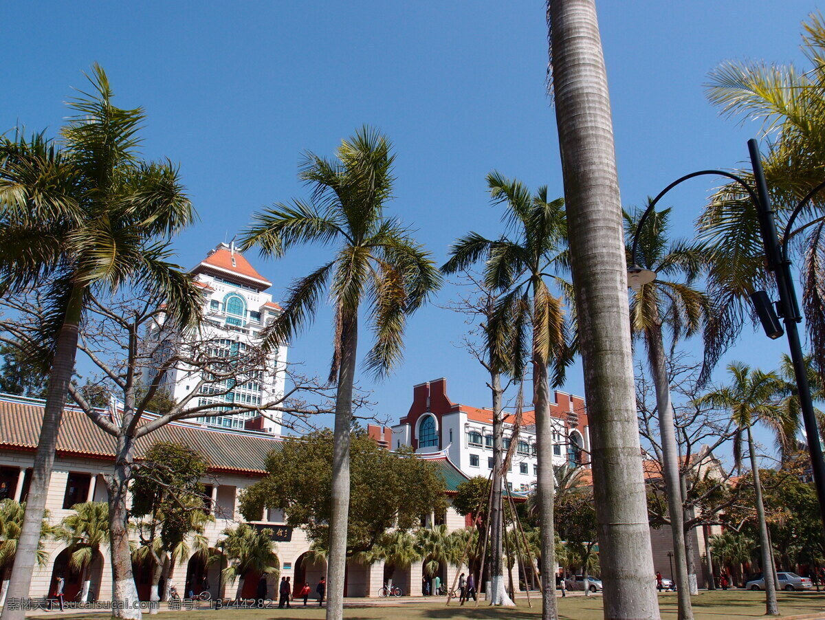 厦门大学 福建 厦门 大学 西门 椰林大道 国内旅游 旅游摄影 黑色