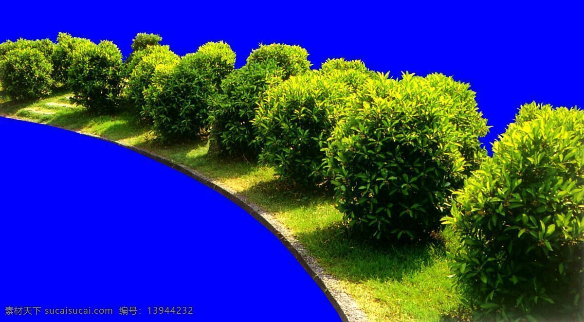 灌木 植物 贴图素材 建筑装饰 1960 设计素材 蓝色