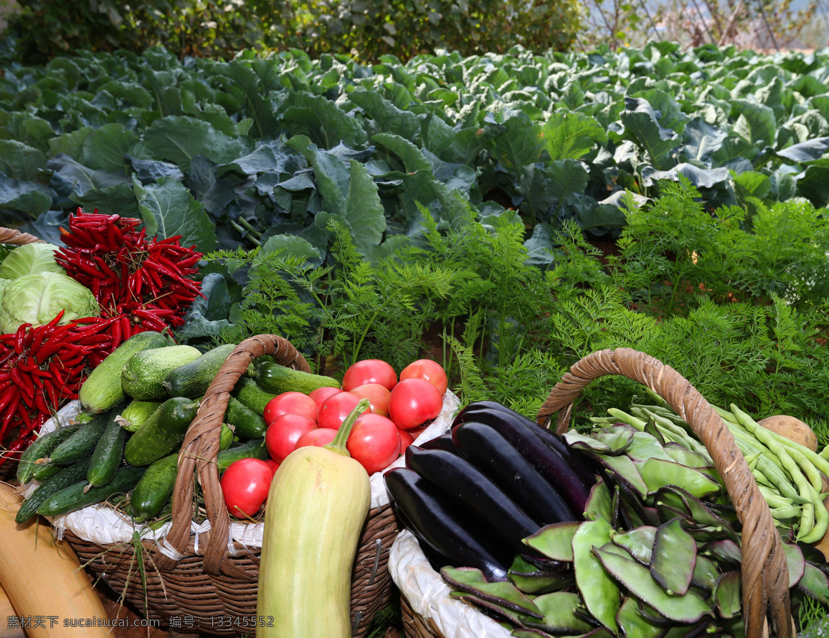 开心 农场 院子 菜园 种菜 果 收获 丰收 蔬菜 自然景观 田园风光