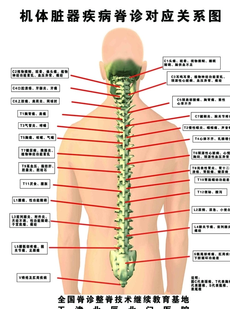 肌体 脏器 疾病 诊断 对应 关系 图 脊椎 脊诊 关系图 广告