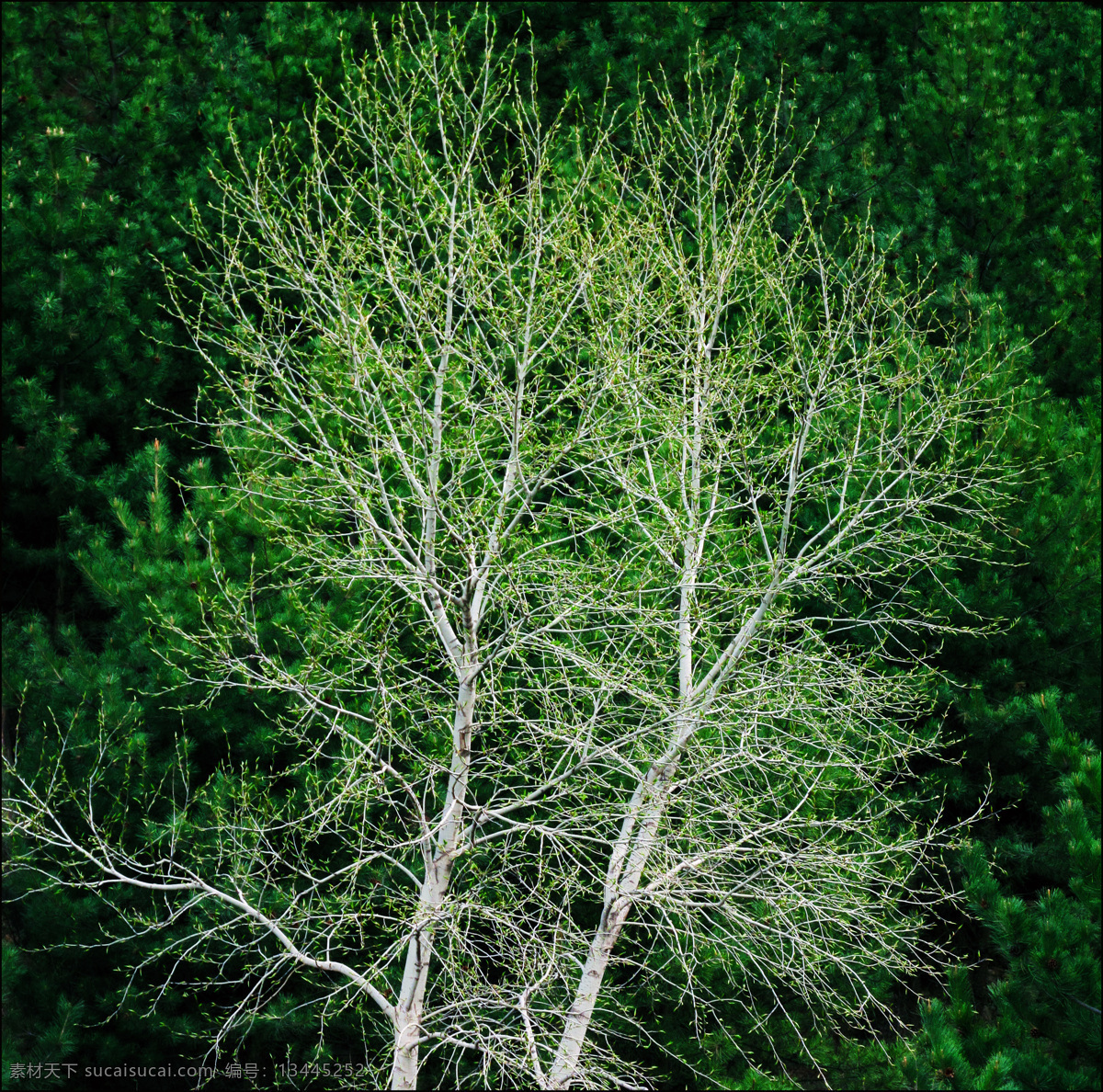 春天 树 发芽 春天的树发芽 树林绿了 绿树 树林 杨树发芽 摄影作品 生物世界 树木树叶