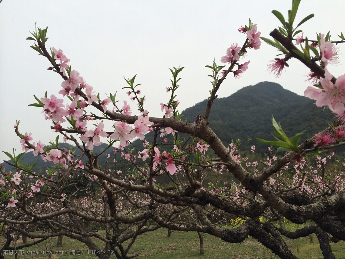 花 桃花 奉化桃花 桃树 春天 自然景观 田园风光