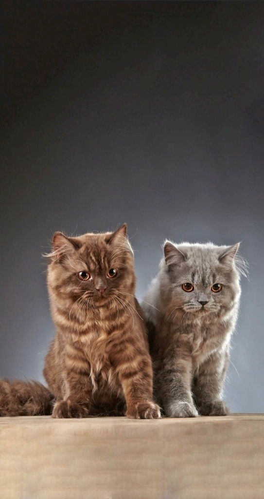 两只小猫 猫 2只猫 猫咪 呆萌猫咪 小猫 生物世界 家禽家畜