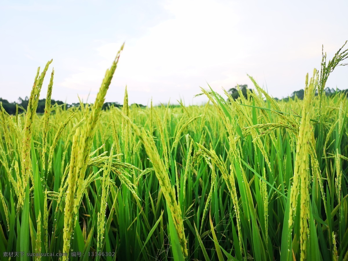 禾苗 谷穗素材 绿地素材 丰收素材 水稻 自然景观 田园风光