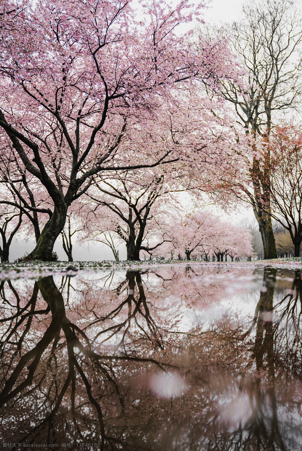 樱花树 粉色 自然 梦幻 倒影