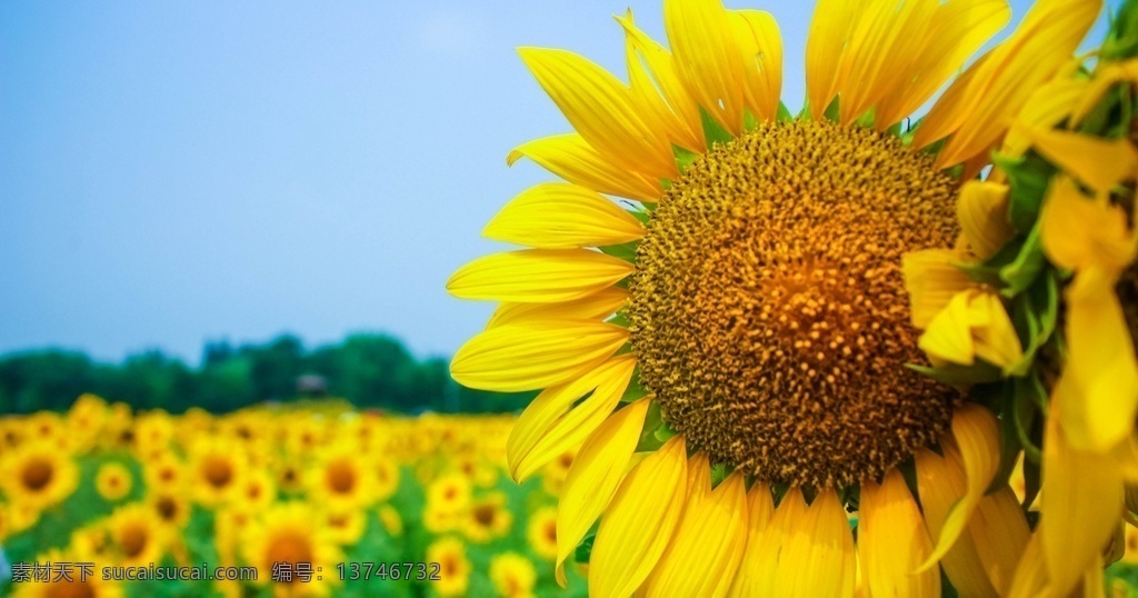 金黄 向日葵 花 美图 葵花 金黄的向日葵 金黄的葵花 花朵 花瓣 花卉 鲜花 花朵素材 花之物语 娇艳的鲜花 画册图片 宣传用图 美丽的鲜花 生物世界 花草