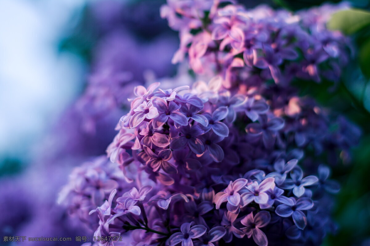 唯美紫丁香 唯美 紫丁香 清新 唯美花朵 紫色丁香 丁香 丁香花 紫色花朵 紫色 花朵 鲜花 花卉 花草 植物 生物世界