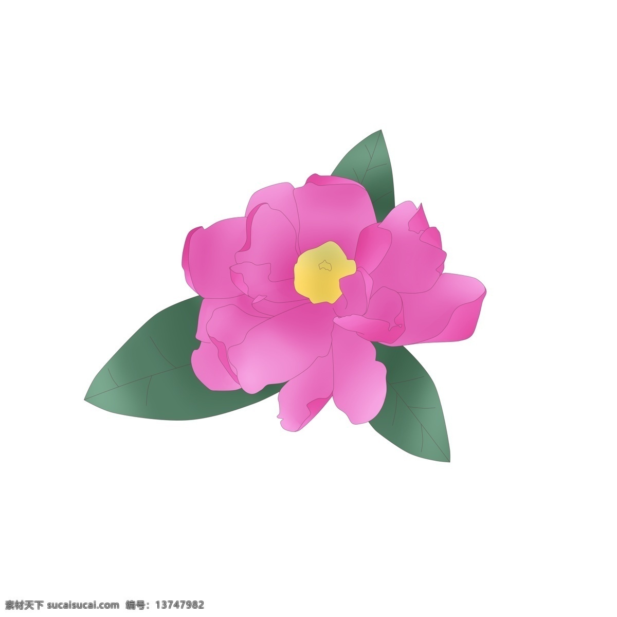 朵 盛开 牡丹花 牡丹 紫色牡丹 漂亮的牡丹 一朵牡丹 盛开的牡丹花 中国 国花 花