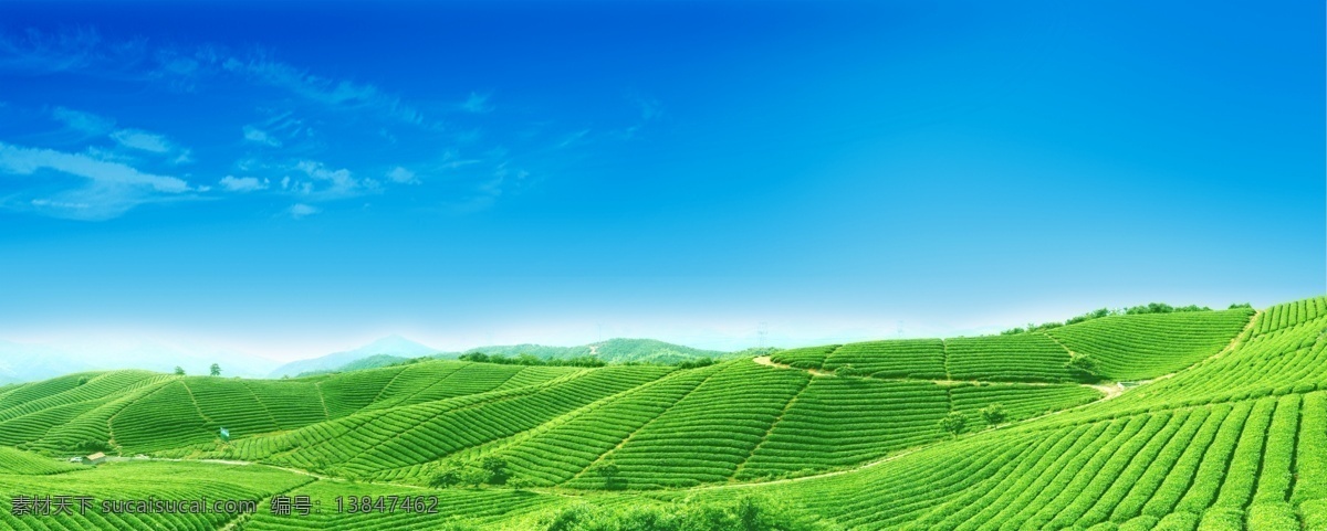 高清度 茶园 茶山 茶 茶园风光 自然景观 田园风光 摄影图库 分层 风景 源文件库