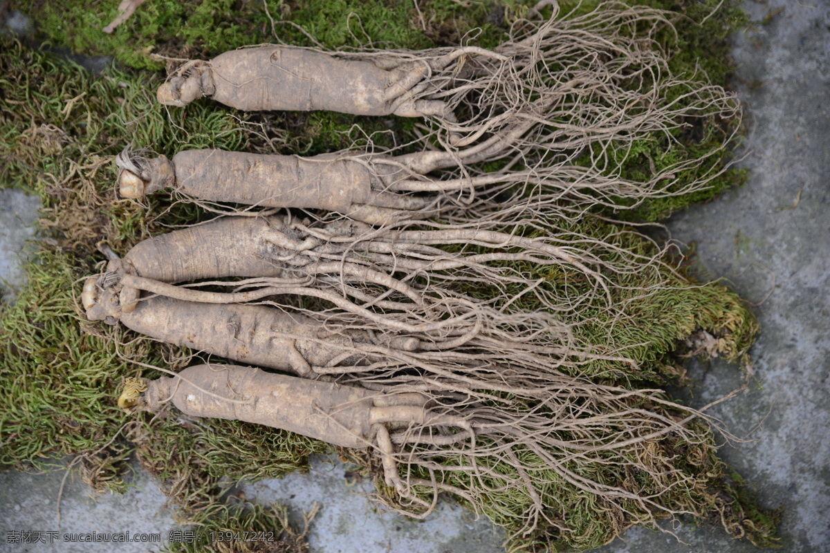 长白山人参 长白山 人参 滋补 保健 生物世界 花草
