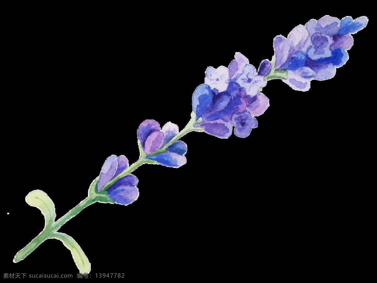 彩 紫花 束 卡通 透明 彩色 紫色 透明素材 免扣素材 装饰图案