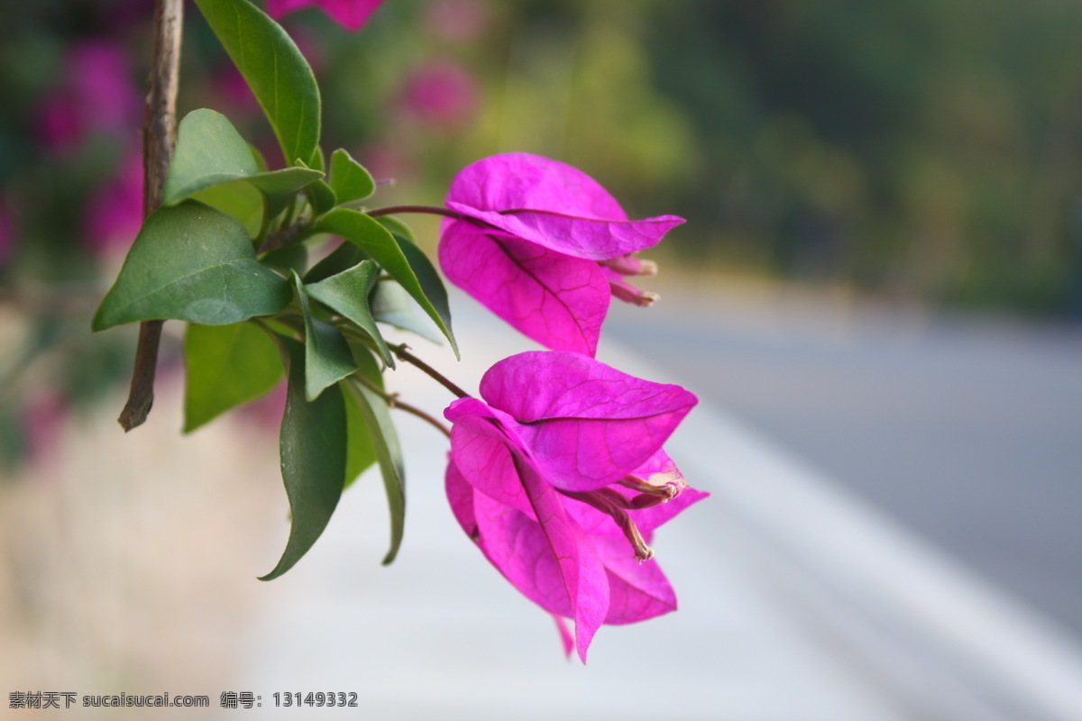 三角梅 三角花朵 三角梅素材 花朵 花 绽放三角梅 三角梅摄影 三角梅图片 生物世界 花草