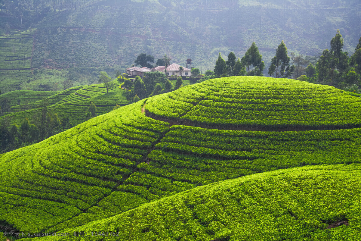 茶园景色